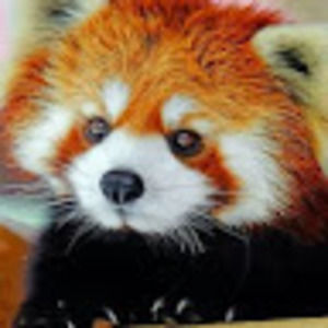 Meet your Posher, Neva